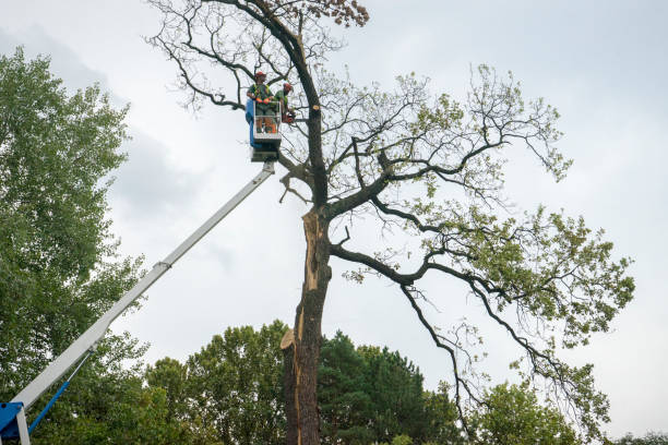 Best Tree Trimming and Pruning  in Clinton, NC