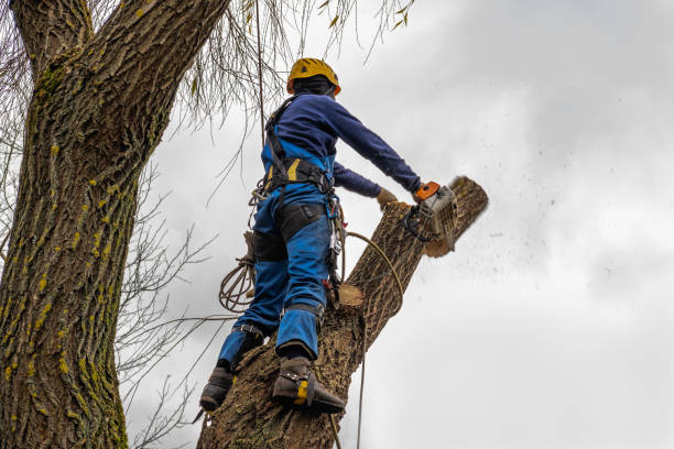  Clinton, NC Tree Services Pros