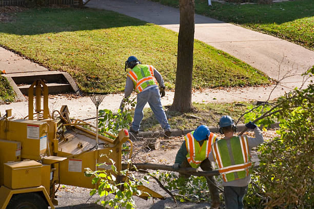 Best Fruit Tree Pruning  in Clinton, NC