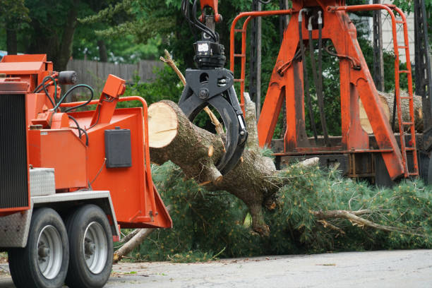 Reliable Clinton, NC  Tree Services Solutions