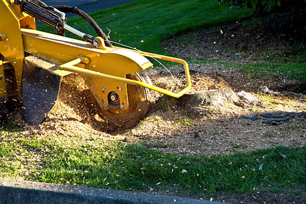 Best Lot and Land Clearing Services  in Clinton, NC