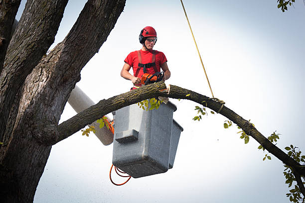 Best Tree Preservation Services  in Clinton, NC