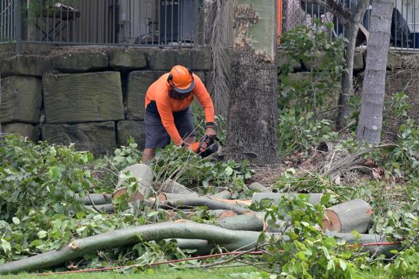 Why Choose Our Tree Removal Services in Clinton, NC?